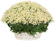 Цветочная композиция из Ромашки в корзине #REPLACE_PRED# Уральском